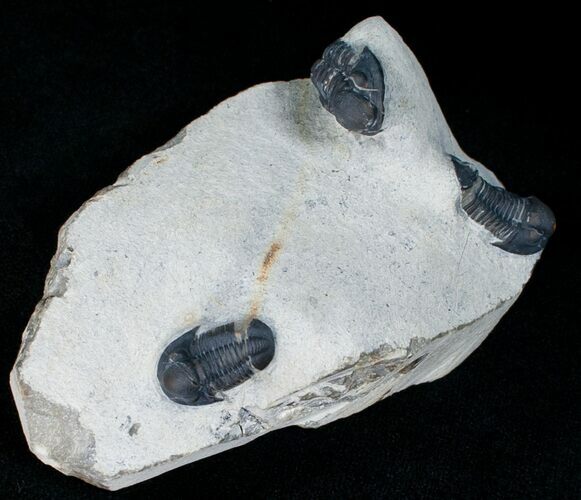 Triple Gerastos Trilobite Plate #6917
